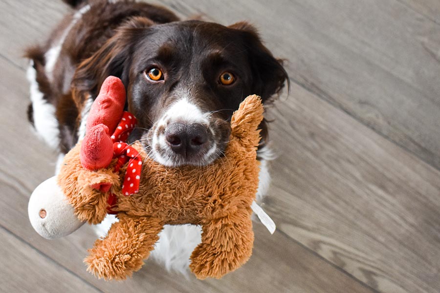 Selling Pets Gifts On Amazon During The Holidays: What To Know Now